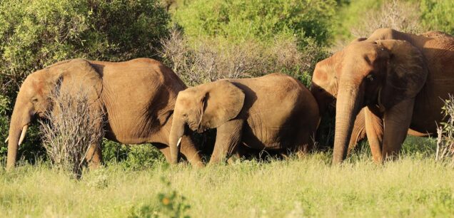 KIDEPO VALLEY NATIONAL PARK