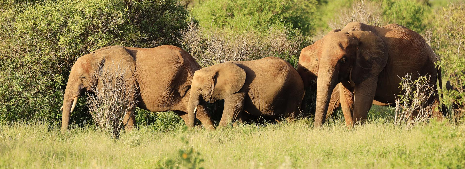 African-Adventure-Specialists-Tsavo-East-National-Park-Destination.webp