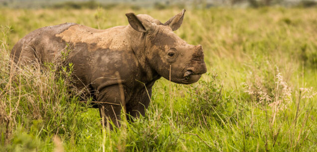 ZIWA RHINO SANCTUARY