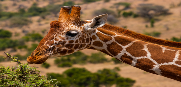 RUAHA NATIONAL PARK