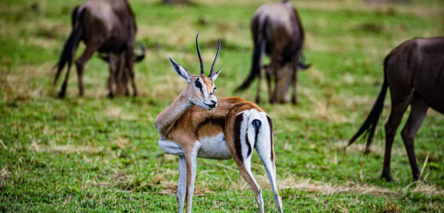 TARANGIRE NATIONAL PARK