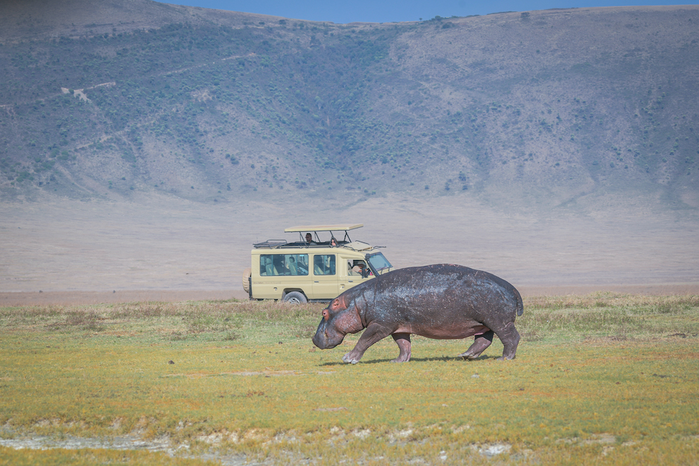 HIPPO-EXPERIENCE.webp