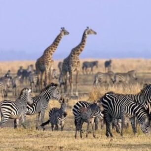 KATAVI NATIONAL PARK