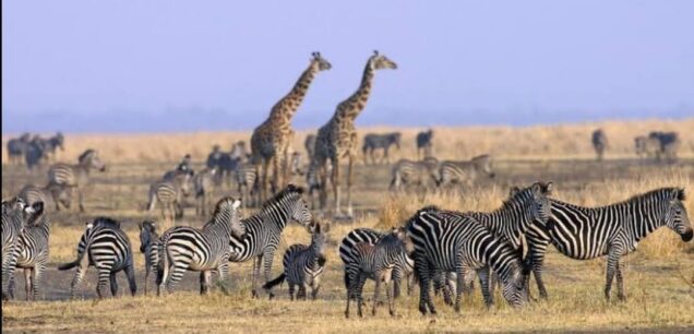 KATAVI NATIONAL PARK