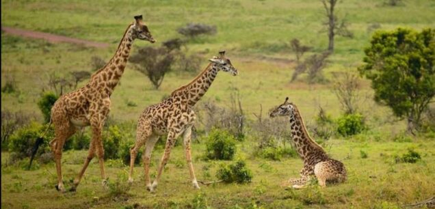 ARUSHA NATIONAL PARK