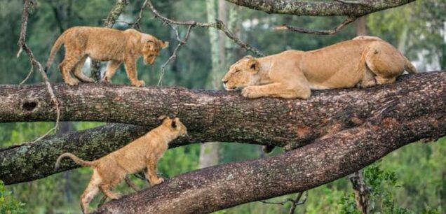 LAKE MANYARA NATIONAL PARK