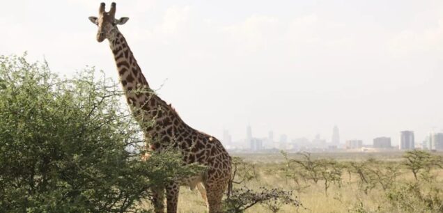NAIROBI NATIONAL PARK