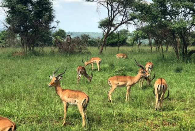 10-Day Western Uganda Odyssey: Culture & Adventure