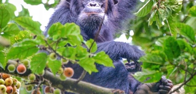 NYUNGWE FOREST NATIONAL PARK