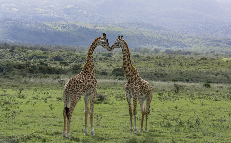 meru-national-park-giraffe-768×476