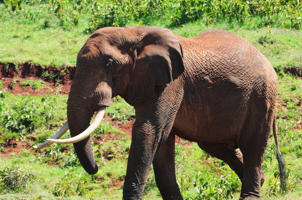mountain-elephant-in