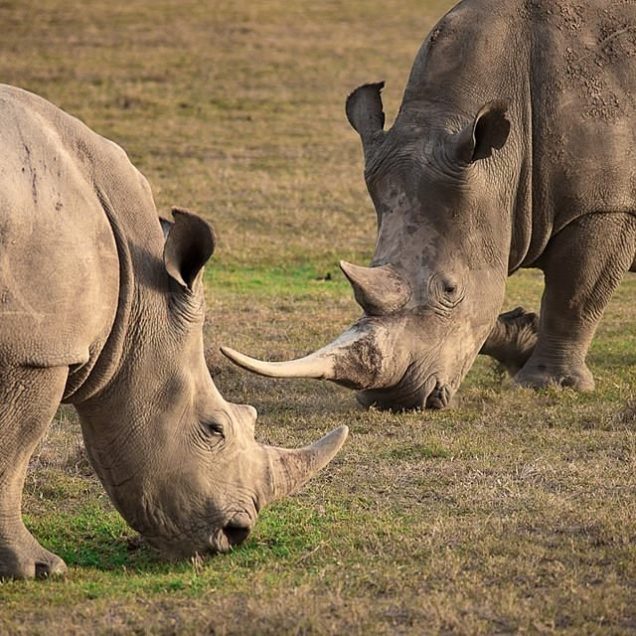 OL PEJETA CONSERVANCY