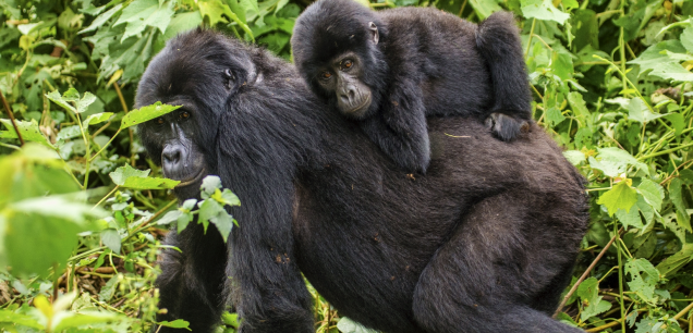 MGAHINGA GORILLA NATIONAL PARK
