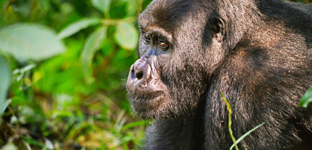 BWINDI IMPENETRABLE NATIONAL PARK