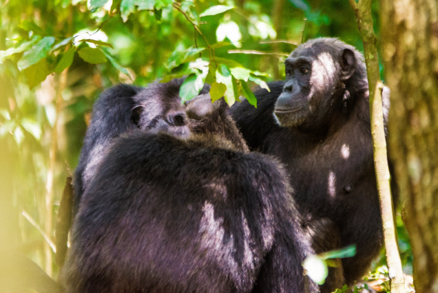 7-Day Uganda Primate Adventure