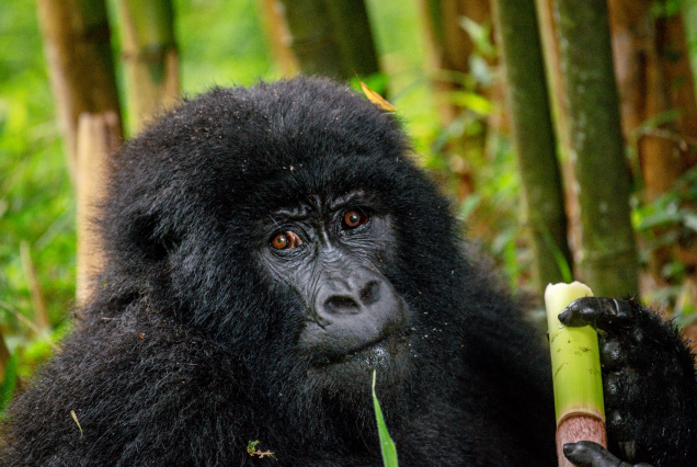 5-Day Gorillas, Culture & Scenic Wonders