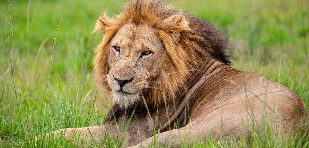 SERENGETI NATIONAL PARK