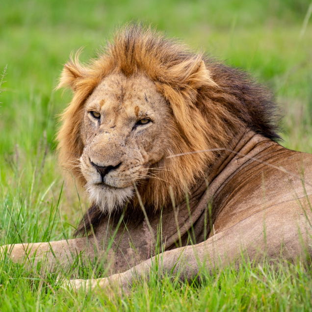 SERENGETI NATIONAL PARK