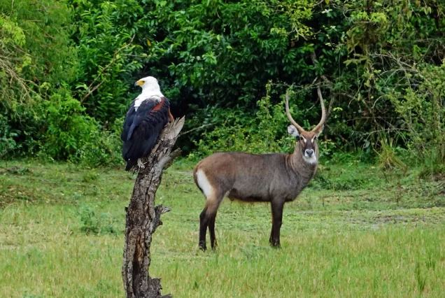 8-Day Savannah Sojourn: Kidepo & Murchison Falls Safari