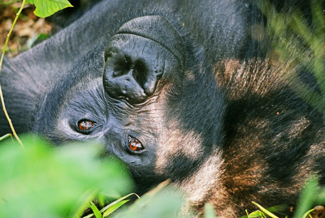 7-Day Uganda’s Hidden Gems: Kibale & Semliki Adventure