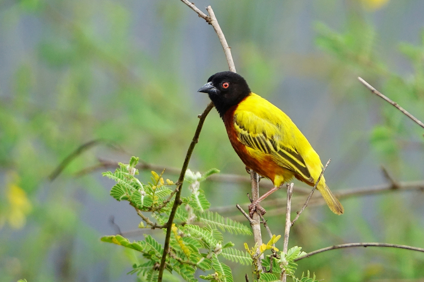 tinywow_golden-backed-weaver-c-bellbird-2_74607689.webp