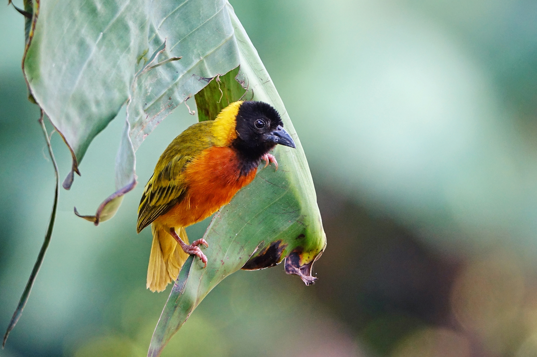 tinywow_yellow-backed-weaver-c_74607856.webp