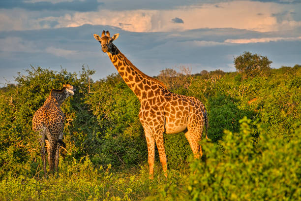 Weekend escape to Tsavo West National Park & Taita Hills Wildlife Sanctuary