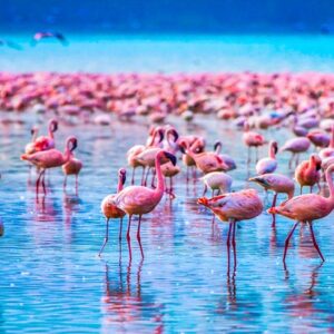 5 Days Kenya & Tanzania Safari – Lake Manyara, Ngorongoro & Serengeti