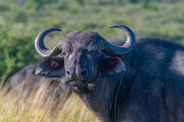 female bufalo