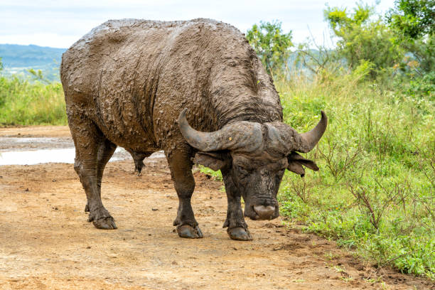 buffalo covered with mud