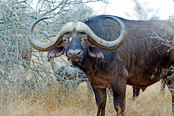 male buffalo